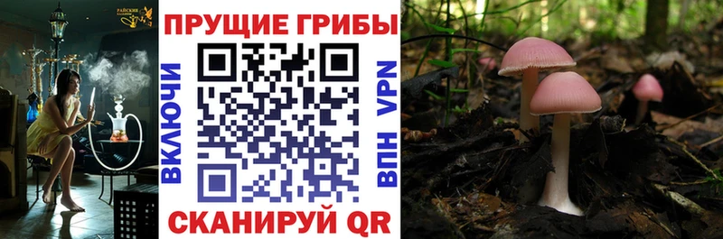 Галлюциногенные грибы Psilocybe  закладки  ОМГ ОМГ как войти  нарко площадка формула  Балей 